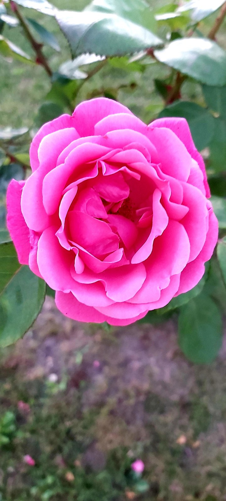 ♡ Rose ♡