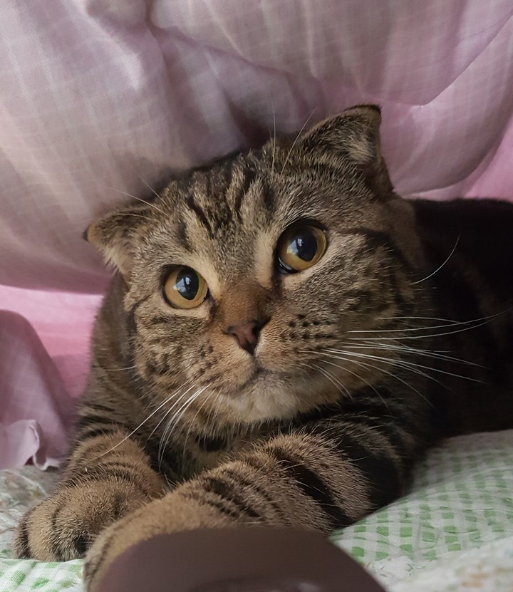 몬드181025
