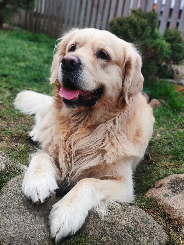 dog☺️?