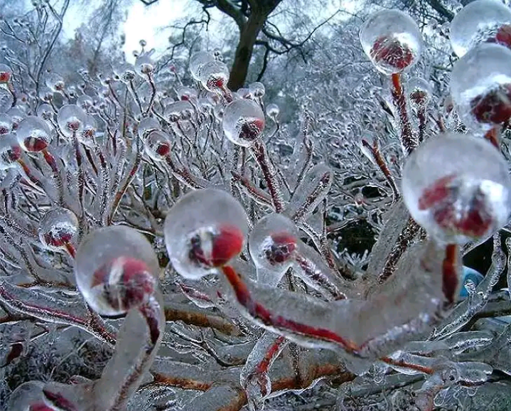 Frozen