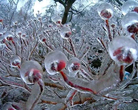 Frozen
