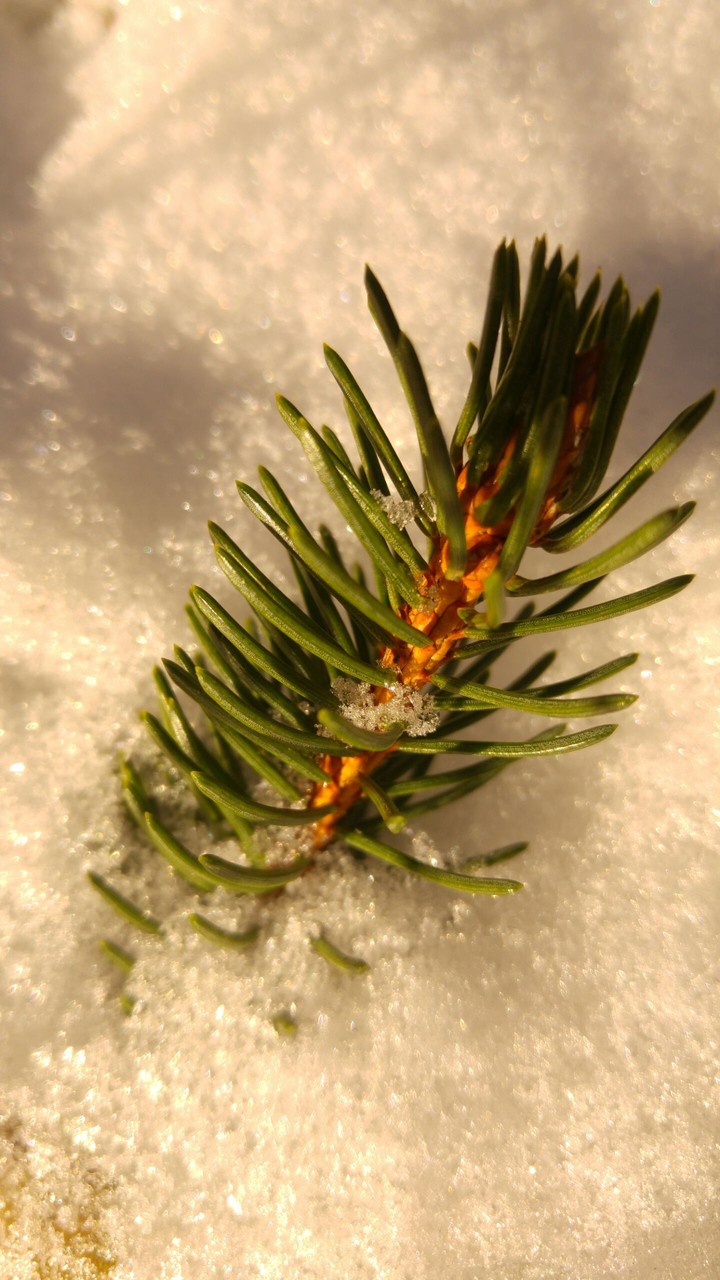Winter twig
