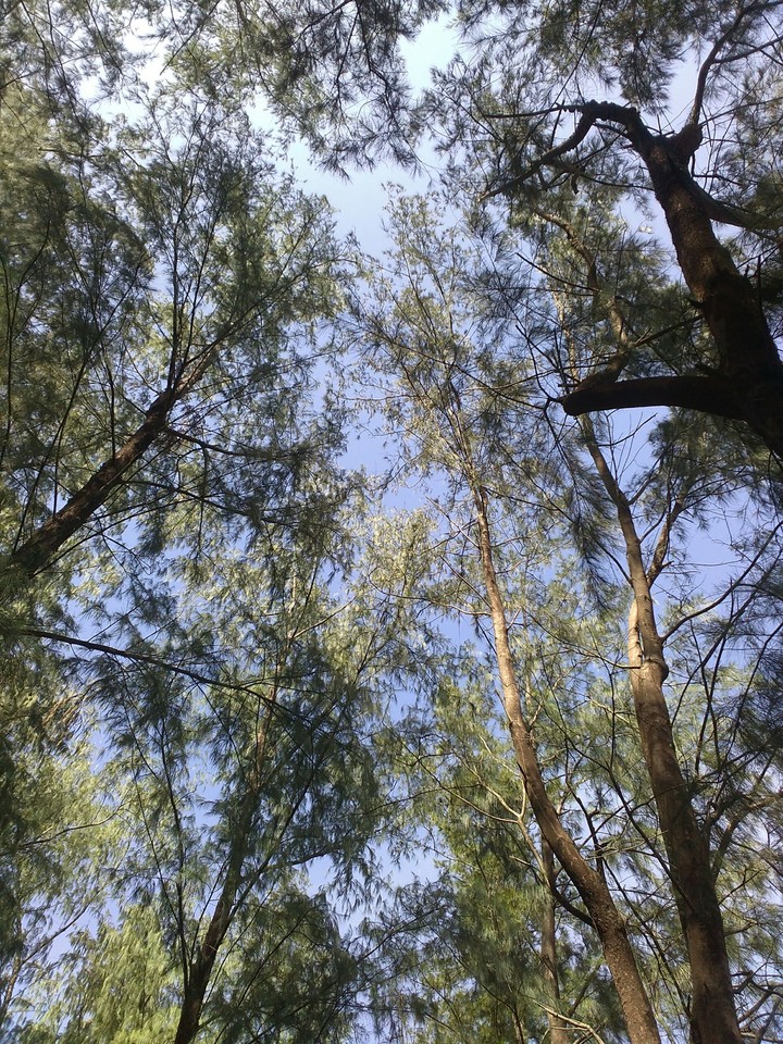 Trees in summer