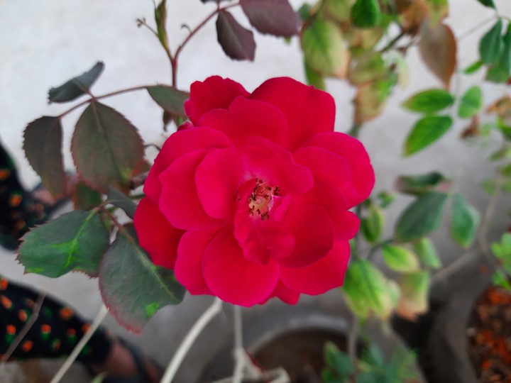 rose