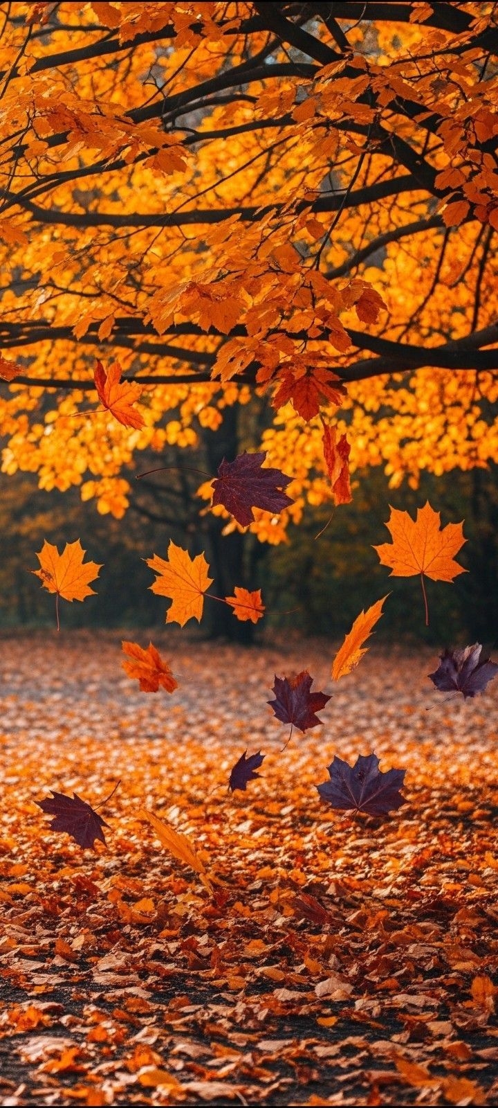 red, Maple Hintergrundbilder