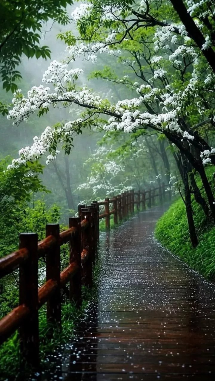 hình nền trail, spring