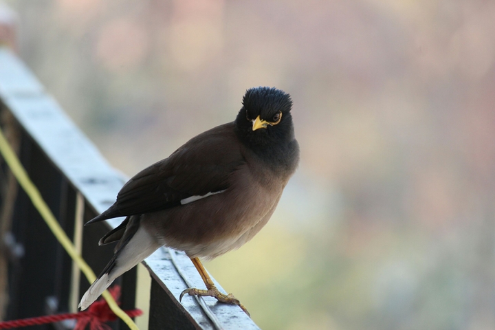 Bird :)