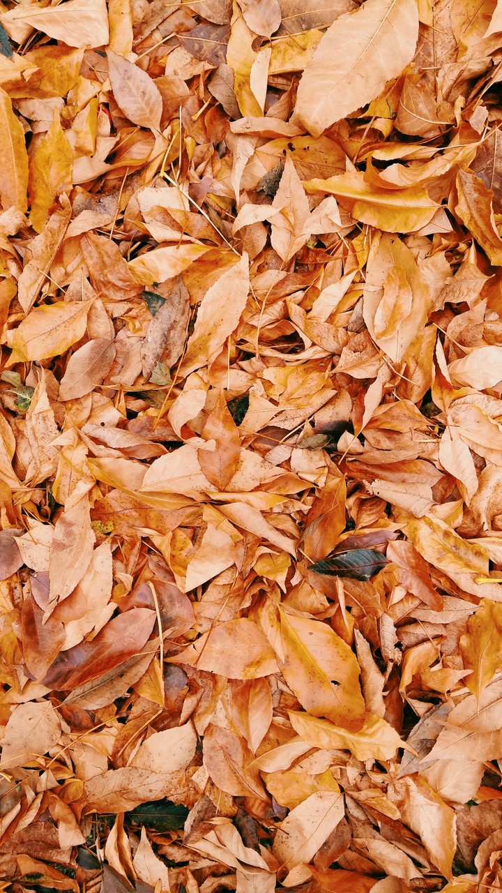 Leaf and I love you too. !!!!!