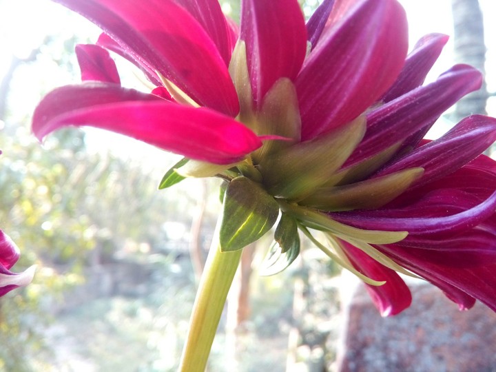 flower