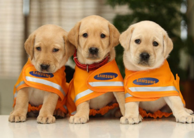 baby guide dog