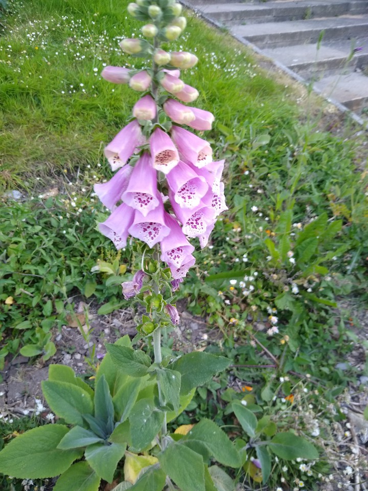flower Bell's