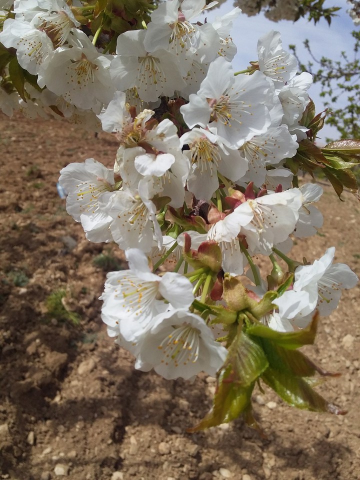 cherry ?