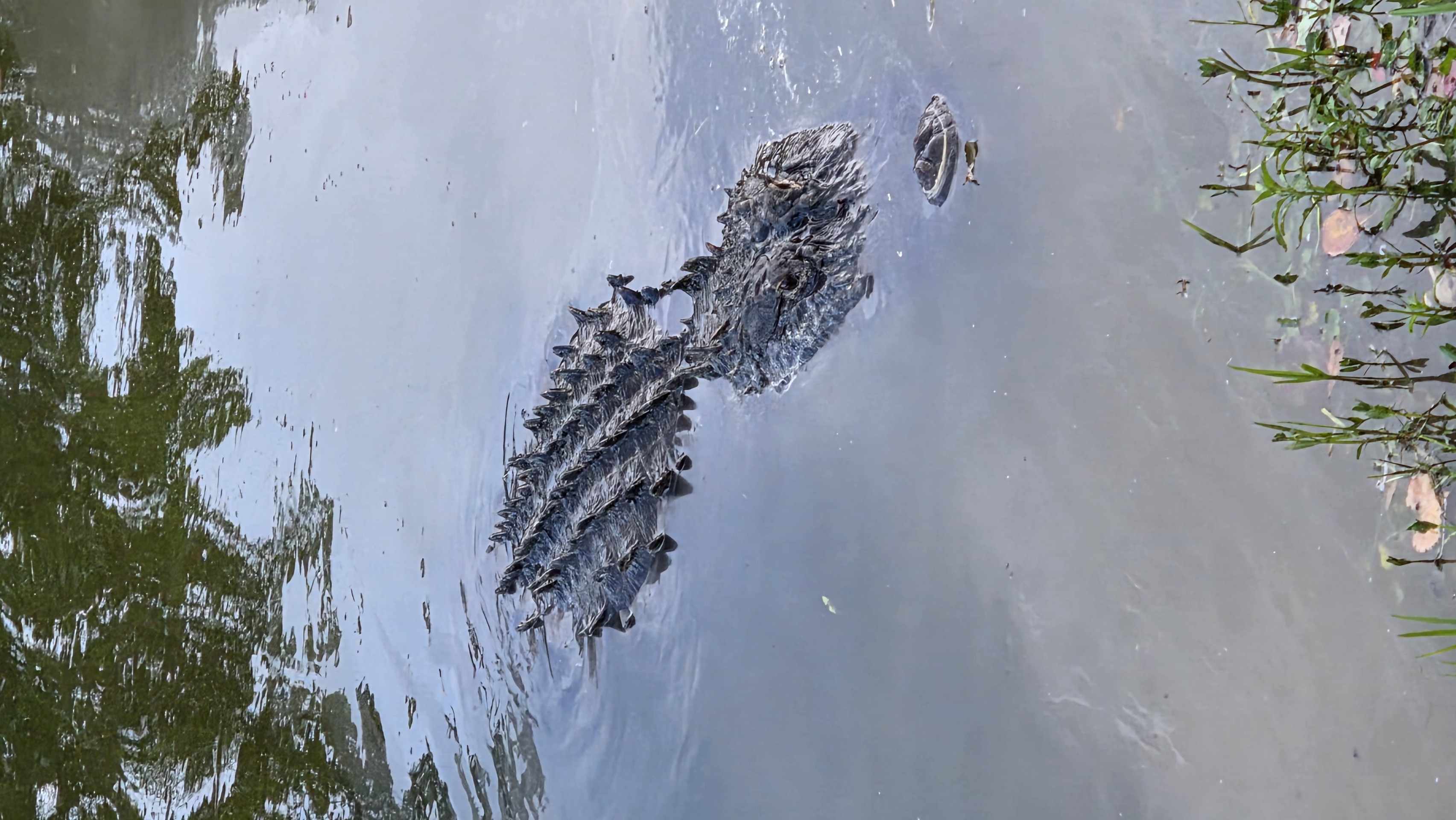 Alligator