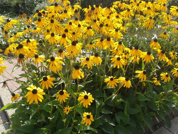 gelbe Blumen