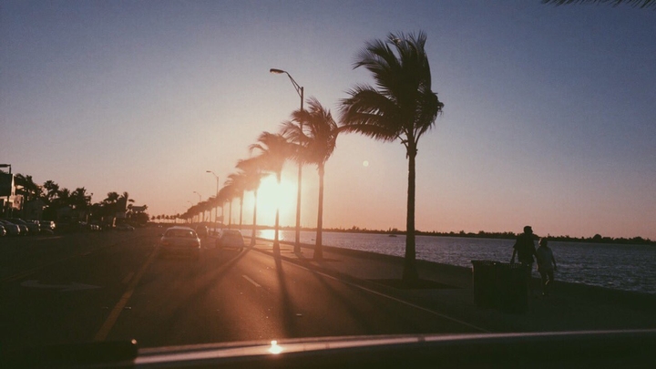 palm trees.