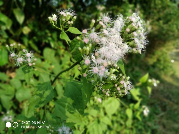 somebsmall flower