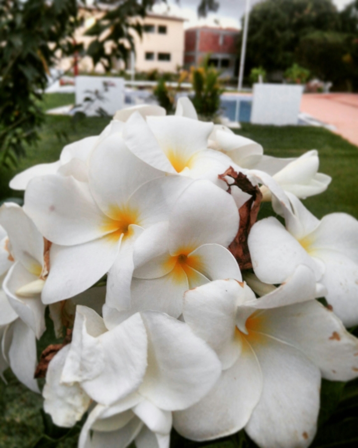 Flor Branca