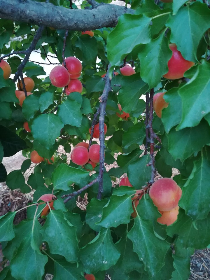 Apricots