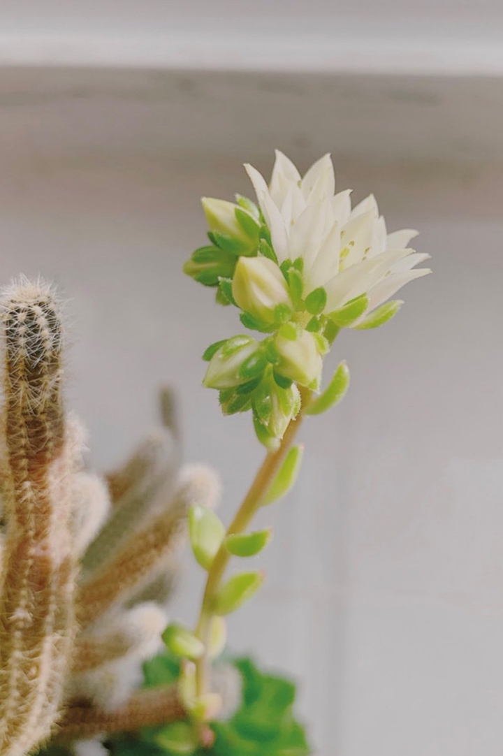 Cactus flower