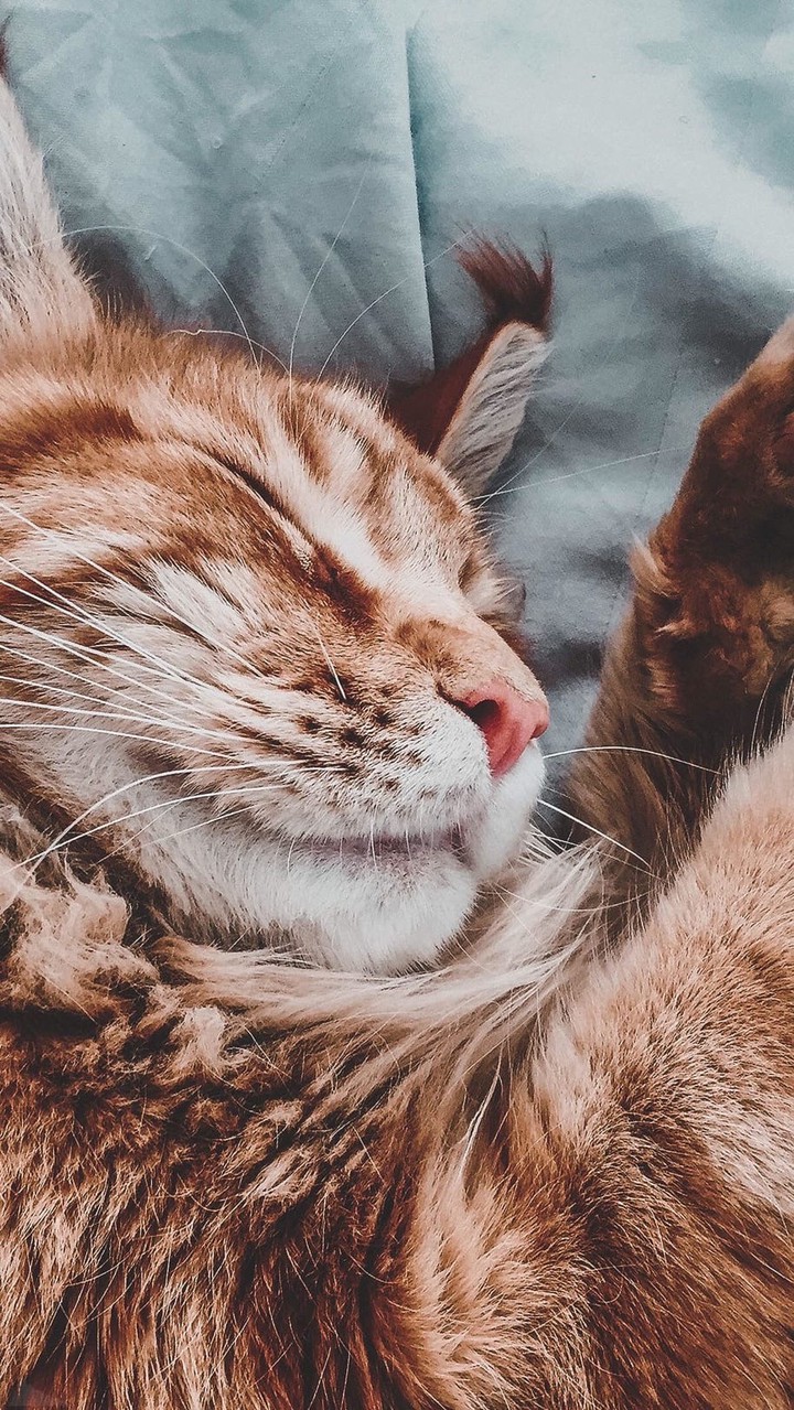 sleepy cat