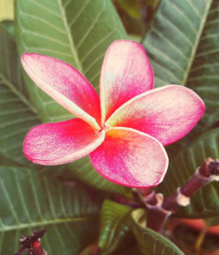 Frangipani