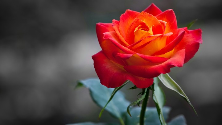 rose