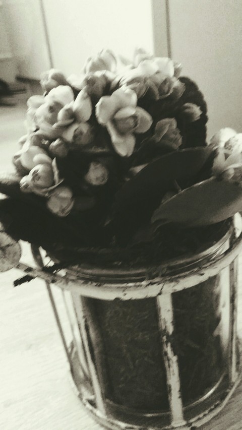 blume