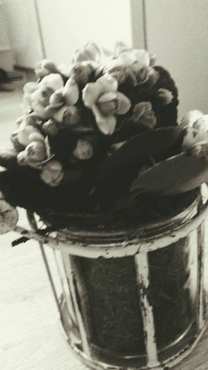 blume