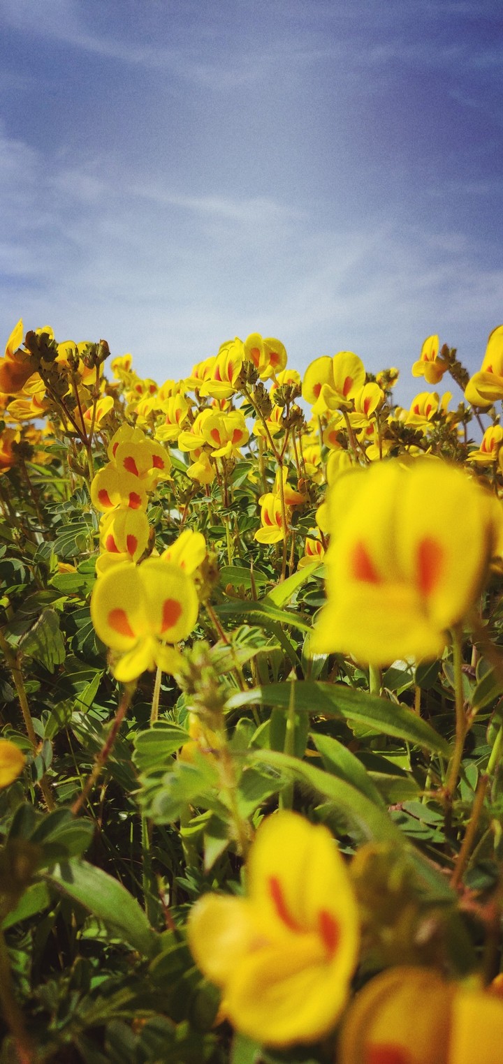 Kaas platue flower
