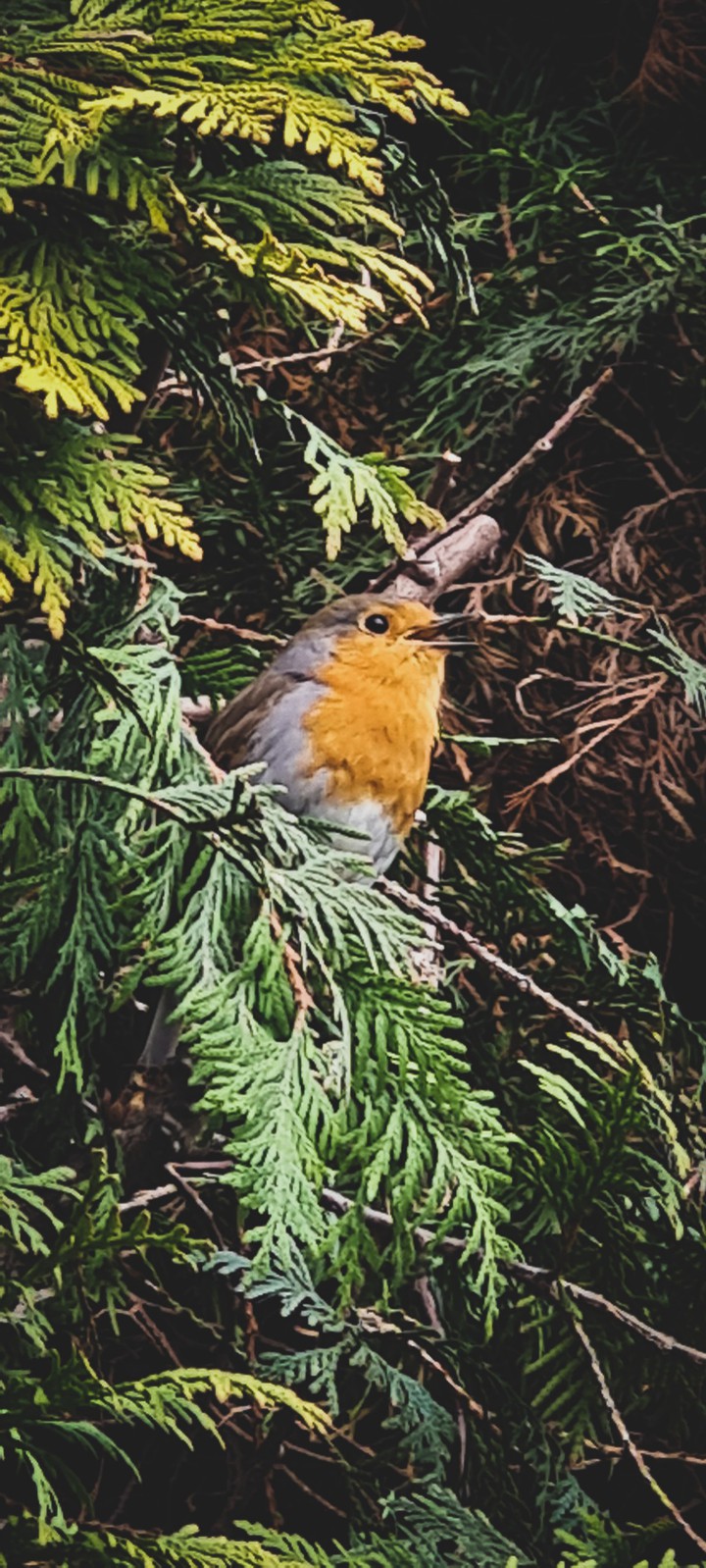 Bird
