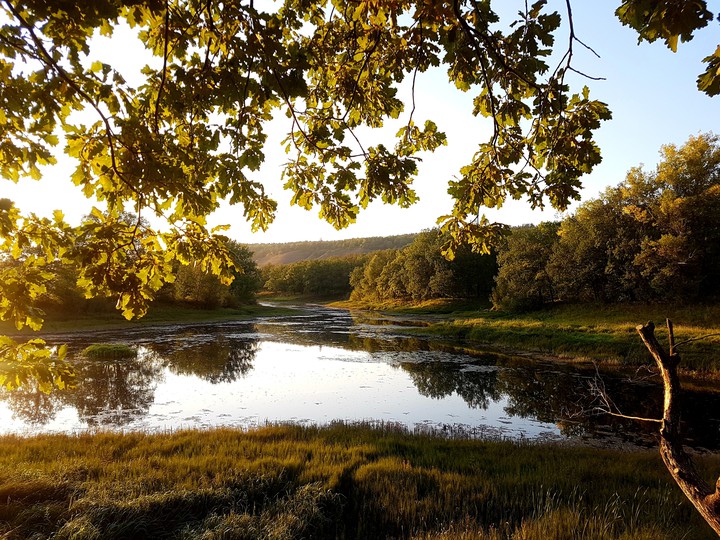Forest river