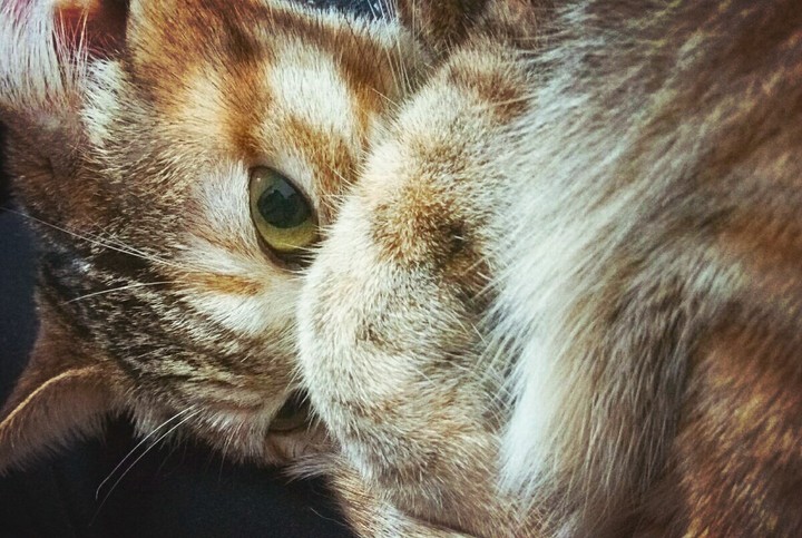 cat
