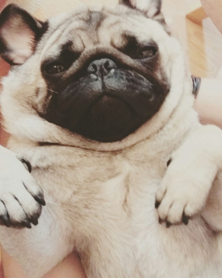 pug
