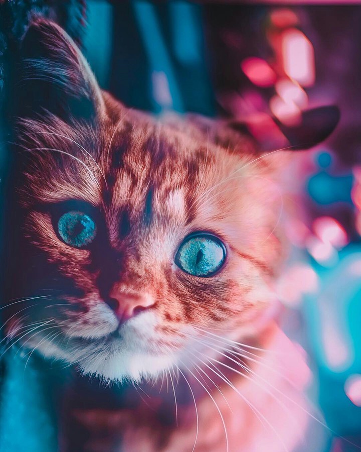 cat ... cute ...