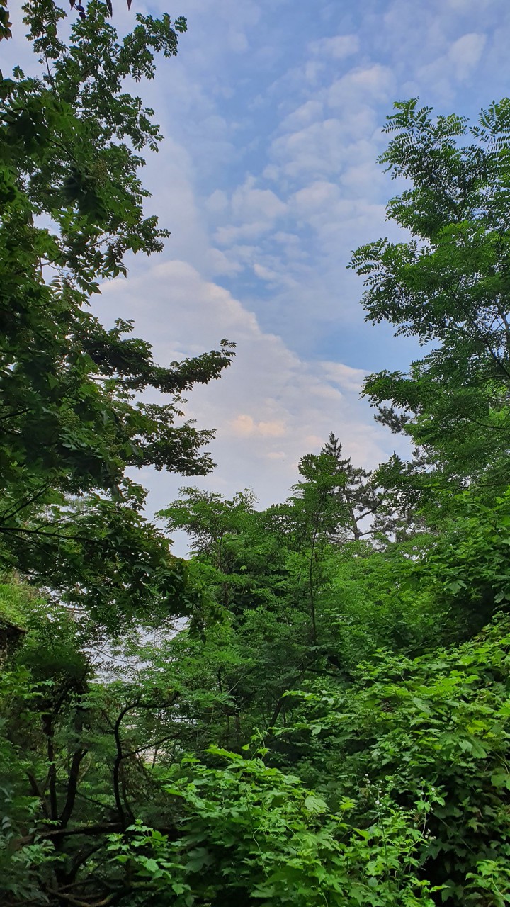 숲(forest)