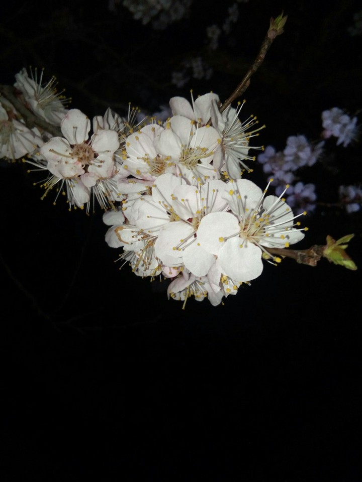 цветочки