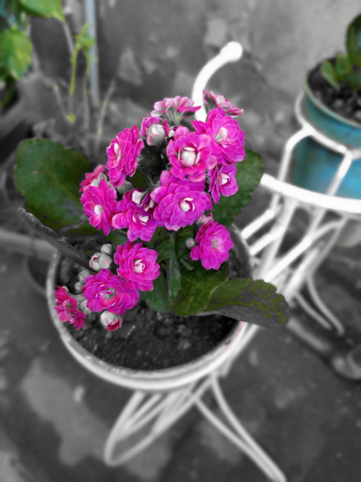 Love for Flowers