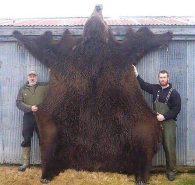 животные