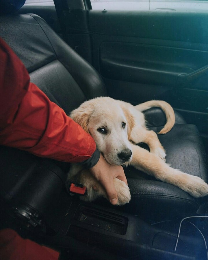 dog love