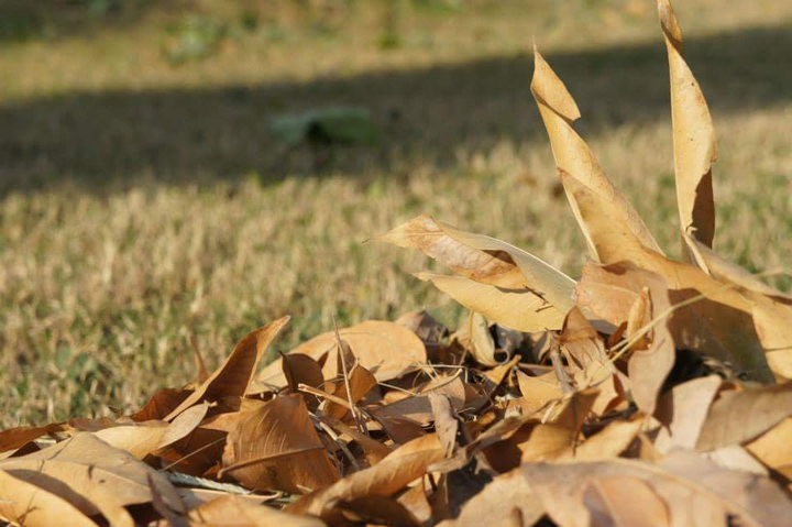 Dry Leaves