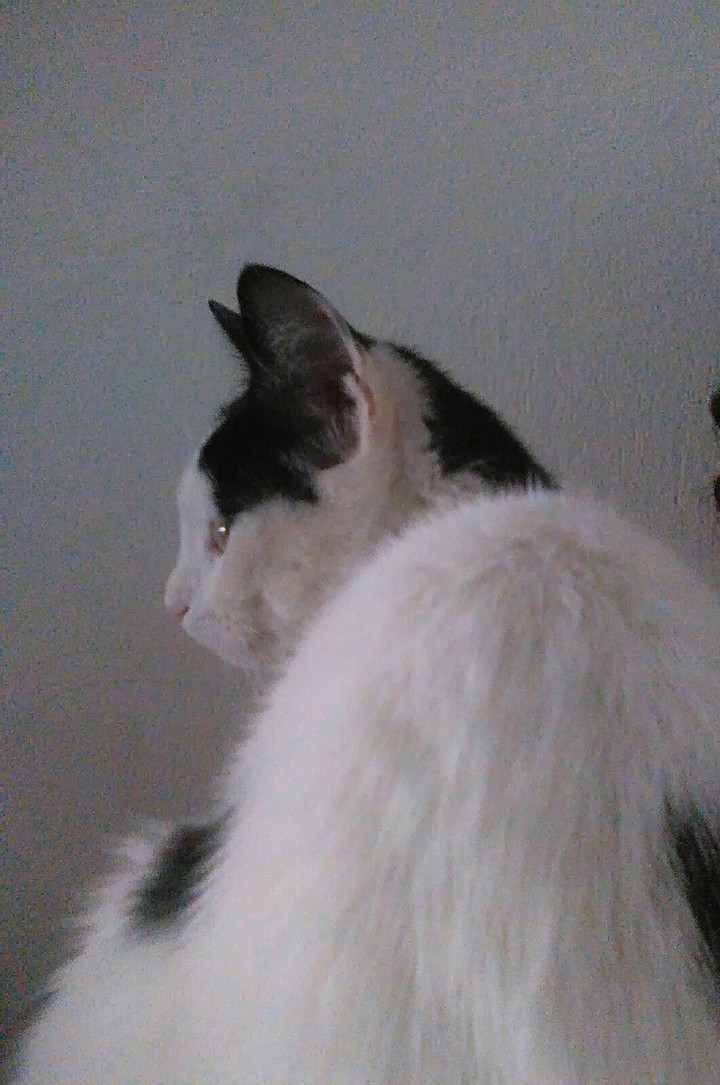 micho