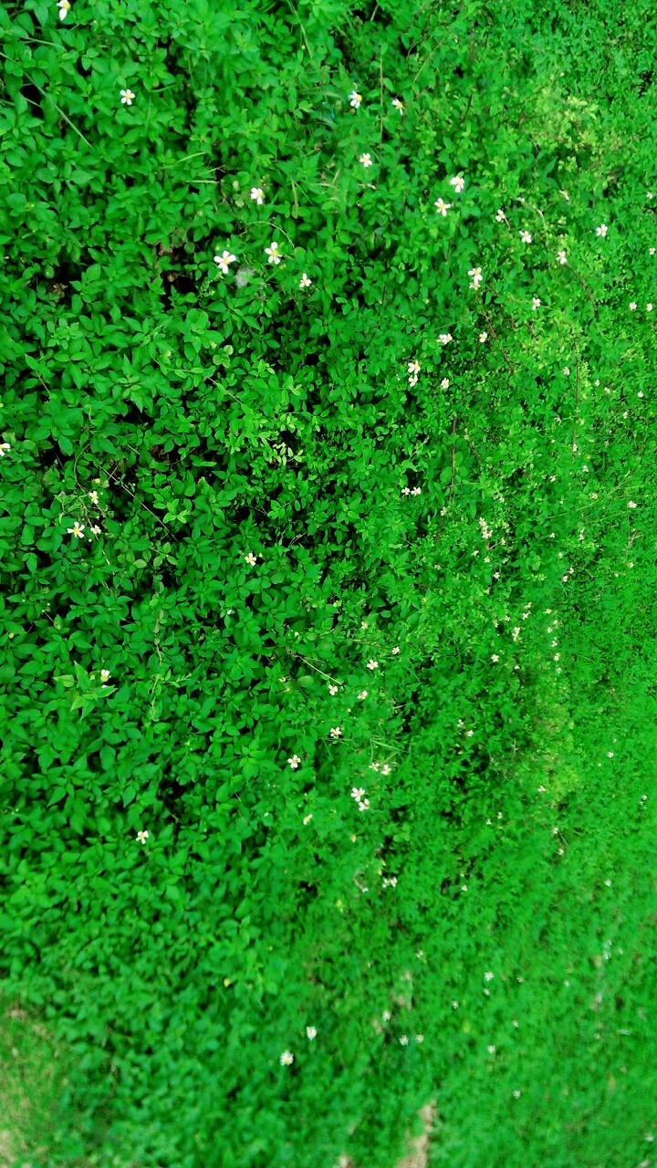 infinity green