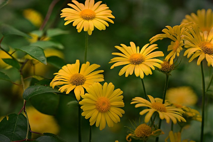 beautiful yellow flowers