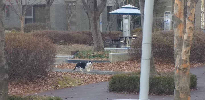 cat