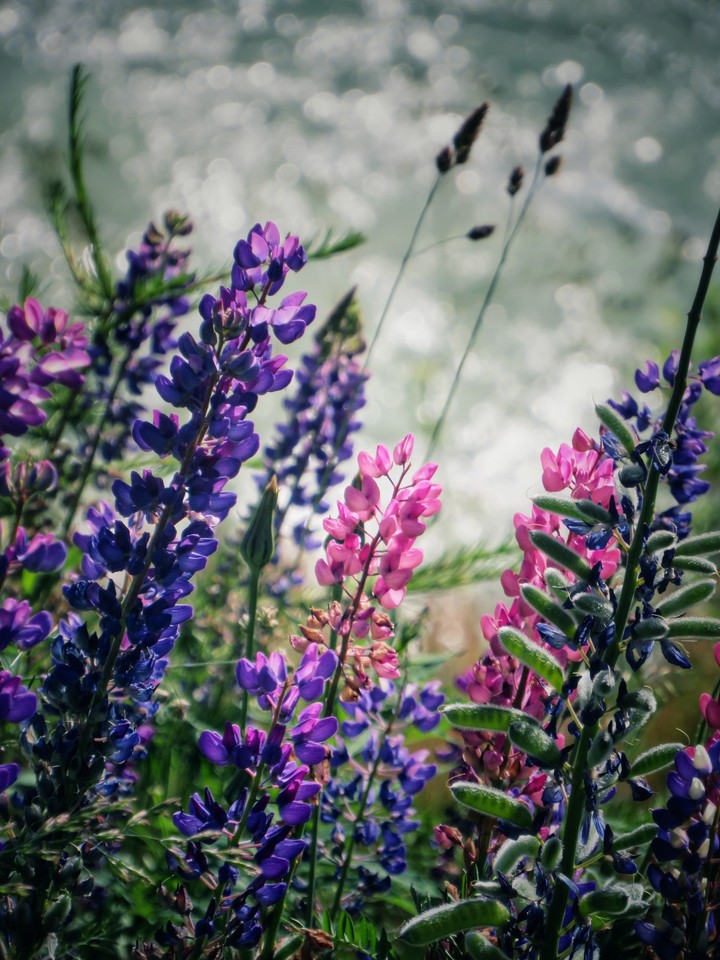 Blooming mountain