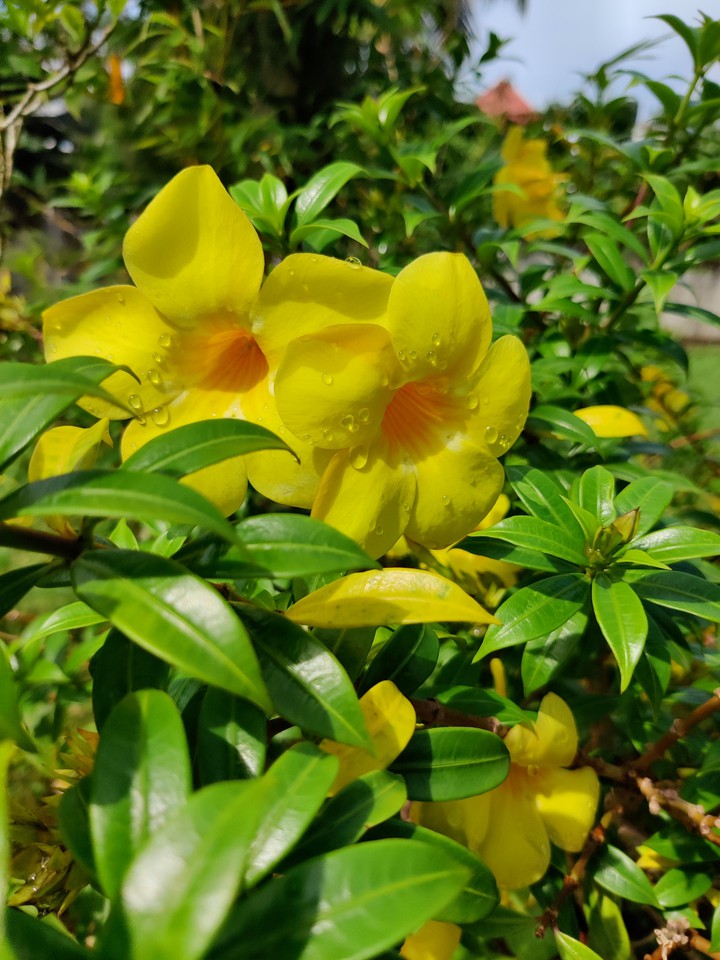 FLOWER