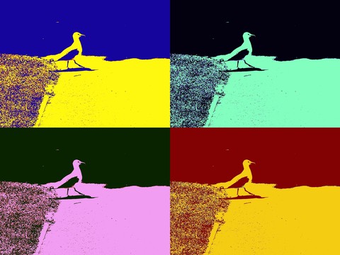 Seagull Pop Art