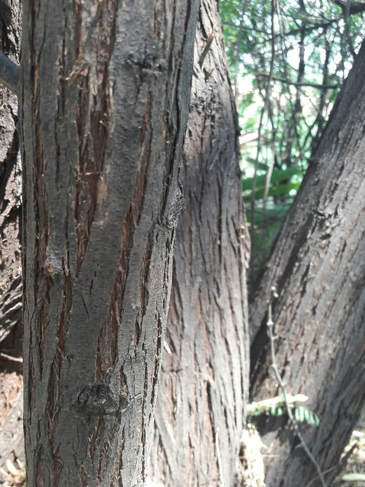 tree branch