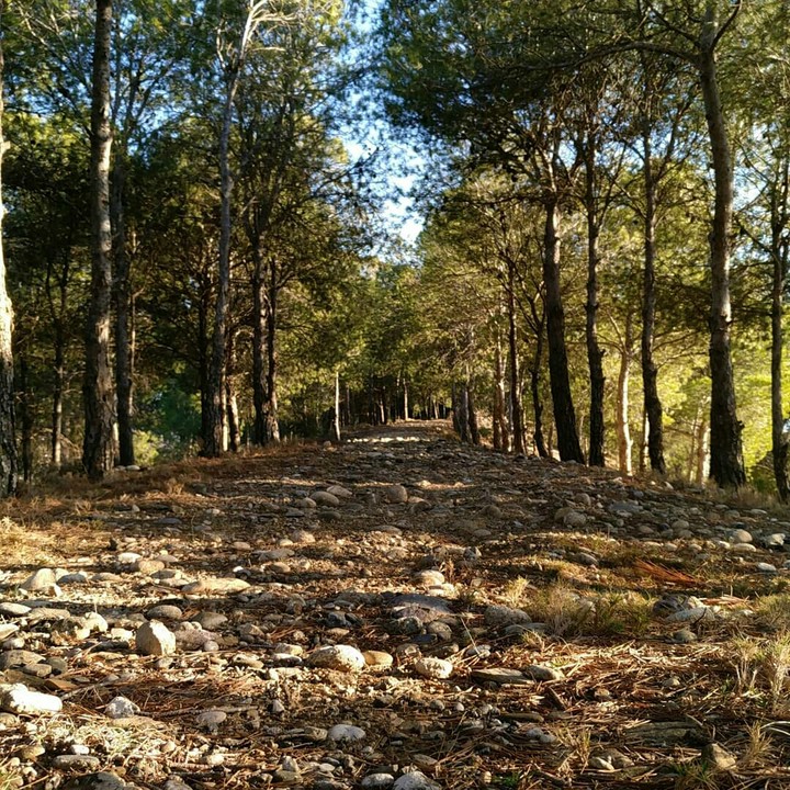 Bosque