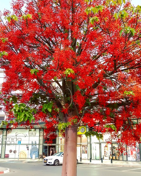 just one red tree